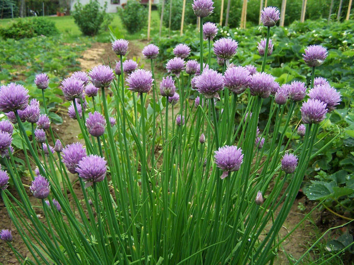 Chives Seeds 500 Count - Common Chives - Allium schoenoprasum - Herb Garden Starter - Culinary Herb for Cooking