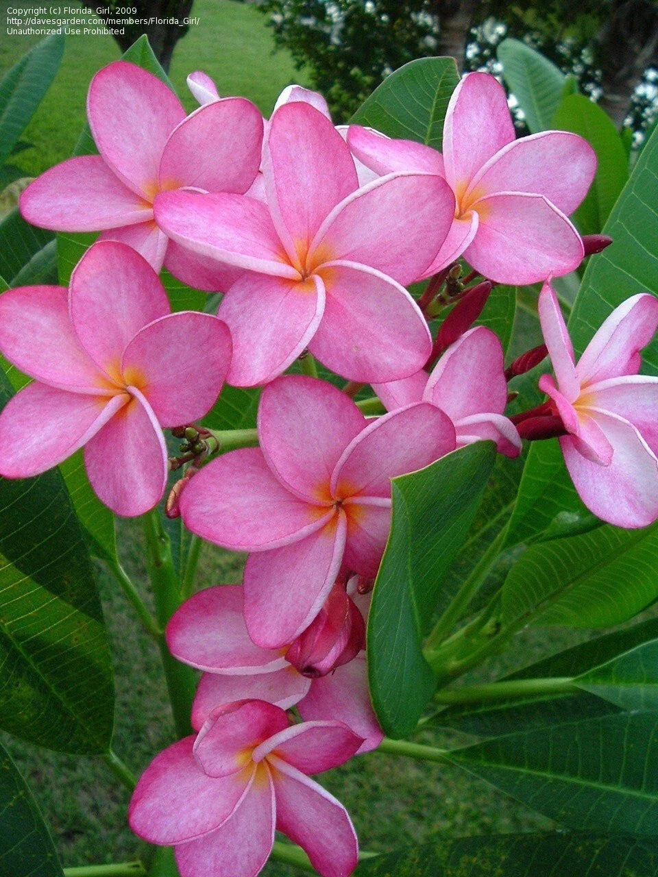 Hawaiian Plumeria Cuttings 12-14'' Miami Rose Frangipani Plant Plumeria rubra - Tropical Garden Propagation