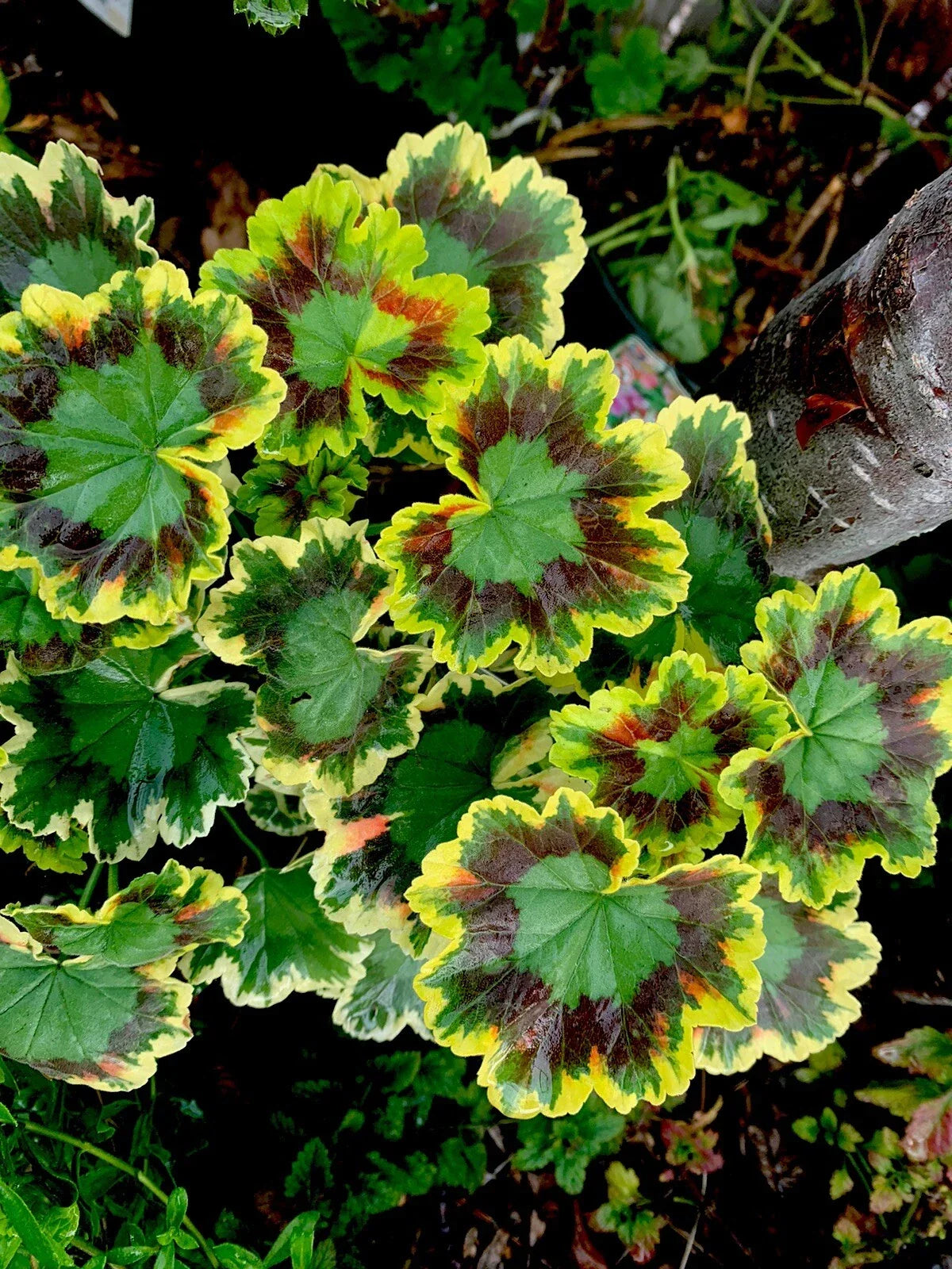 Rare Variegated Pelargonium Live Plant - 4 Inch Pot, Unique Colorful Foliage - Pelargonium spp.
