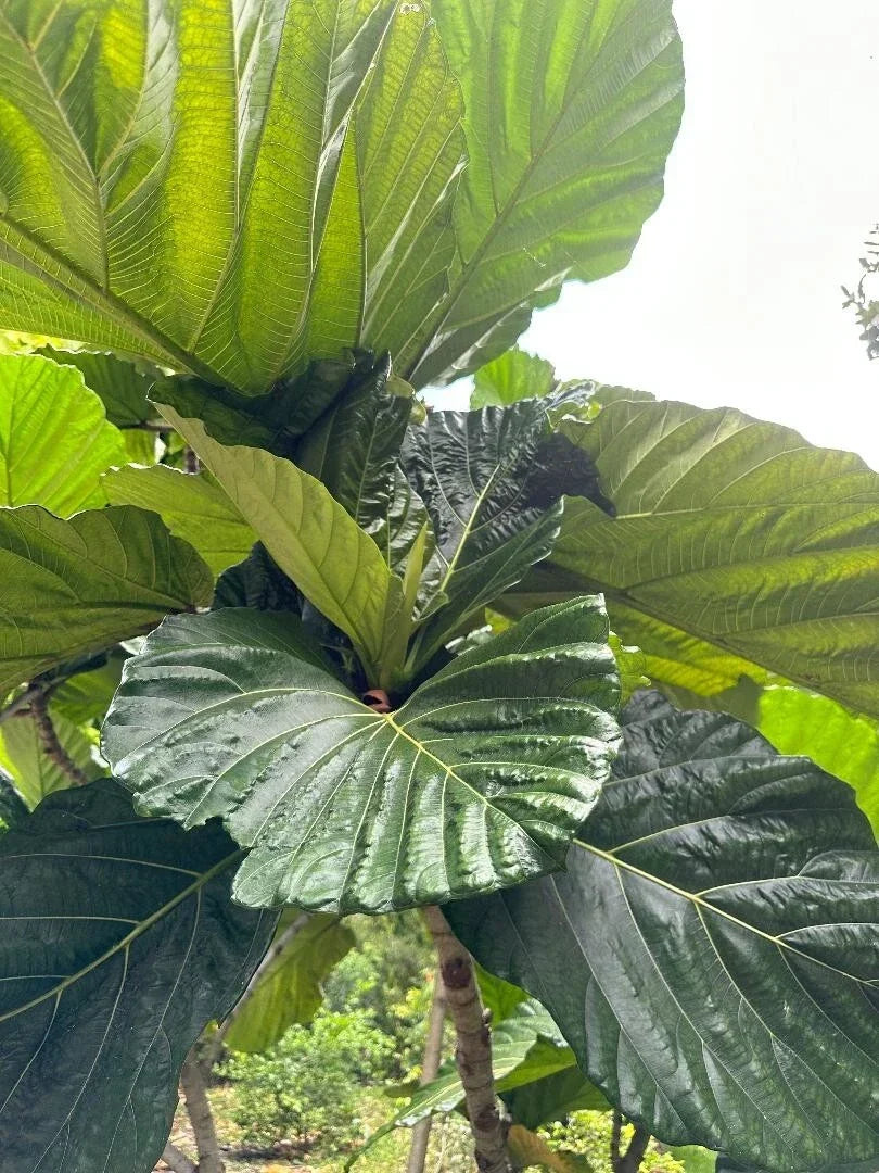 Rare Ficus Dammaropsis Cuttings - 2 Fresh Highland Cuttings - Exotic Indoor Plant - Ficus dammaropsis
