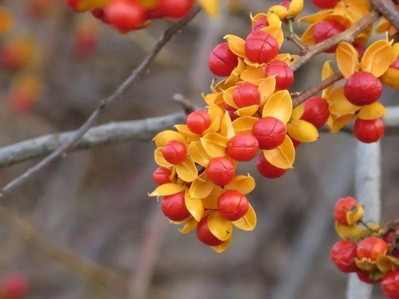 American Bittersweet Vine Seeds | 20 Pack | Celastrus scandens | Hardy Climbing Plant for Privacy and Wildlife Attraction