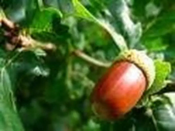 Red Oak Tree Seeds - 10 Pack - Quercus rubra - Native Hardwood for Planting