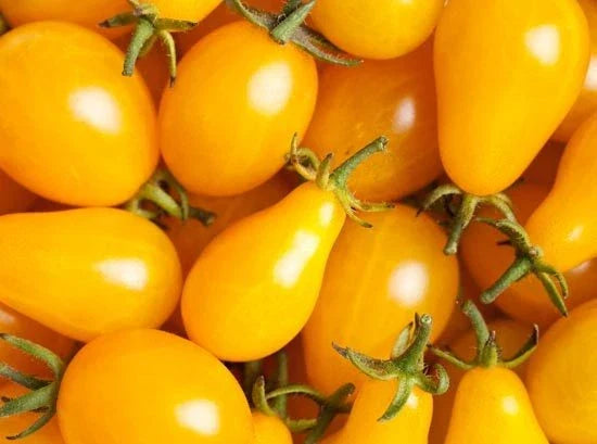 Yellow Plum Tomato Seeds 15 Count - Flavorful Solanum lycopersicum for Preserves & Salads - Non-GMO Gardening Essentials