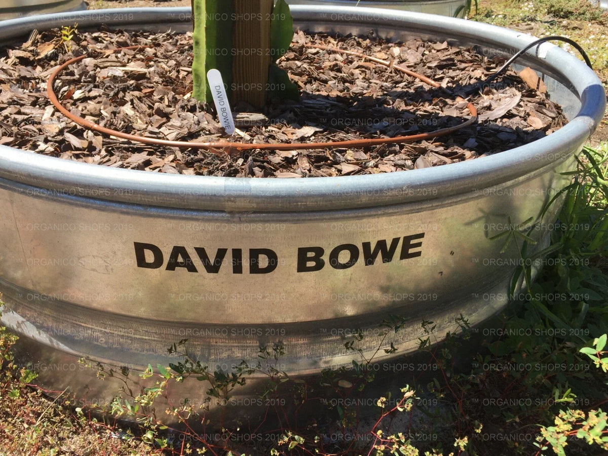 Dragon Fruit Cutting - 1 Cutting - David Bowe Variety - Hylocereus undatus - Tropical Indoor/Outdoor Plant
