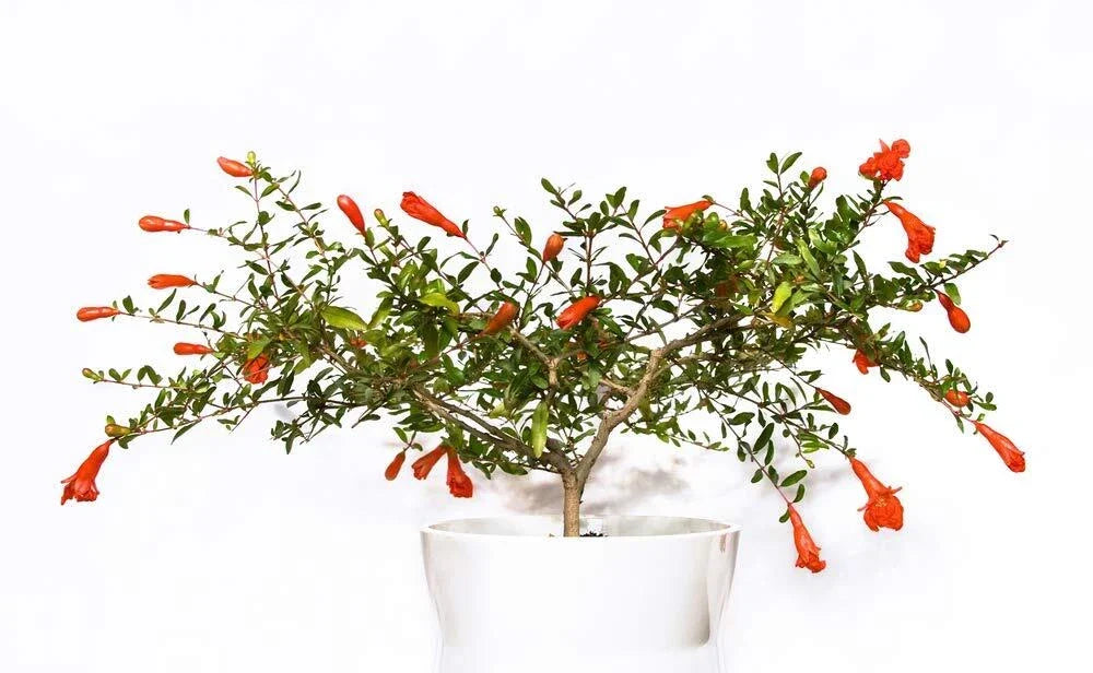 Dwarf Pomegranate Seeds - 25 Edible Fruit Seeds - Punica granatum 'Nana' - Perfect for Home Gardening & Indoor Planting