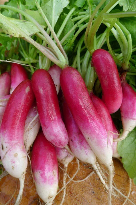 French Breakfast Radish Seeds - Heirloom Variety - Raphanus sativus - 50 to 5000 Non-GMO Seeds for Garden Planting