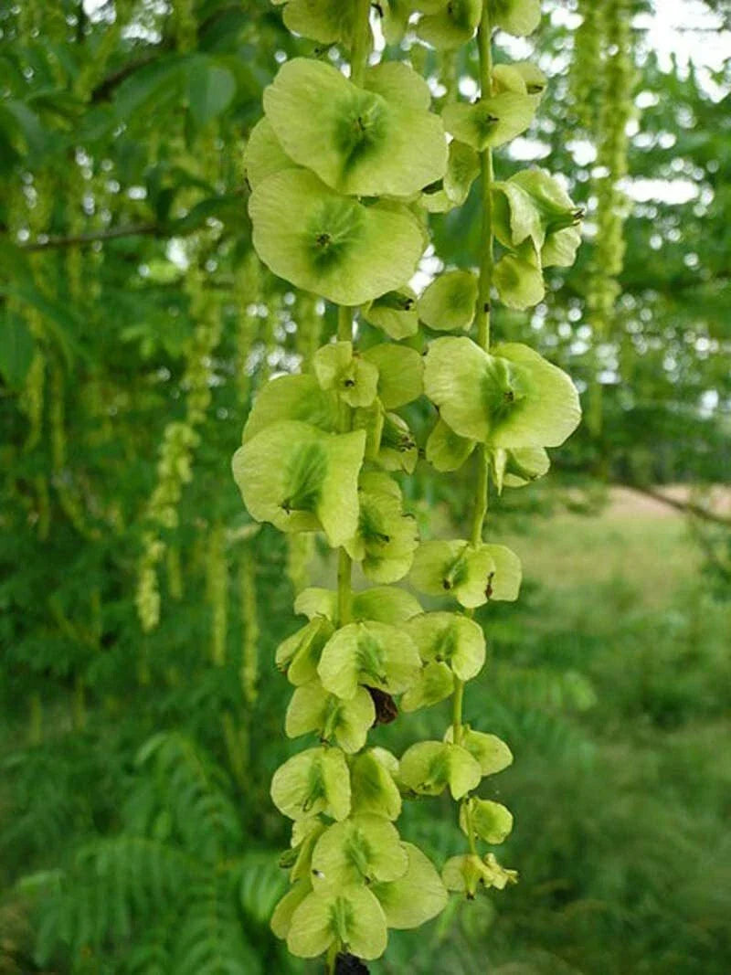 Wingnut Tree Seeds - 10 Pack - Pterocarya fraxinifolia - Unique Winged Fruit - Grow Your Own Shade Tree