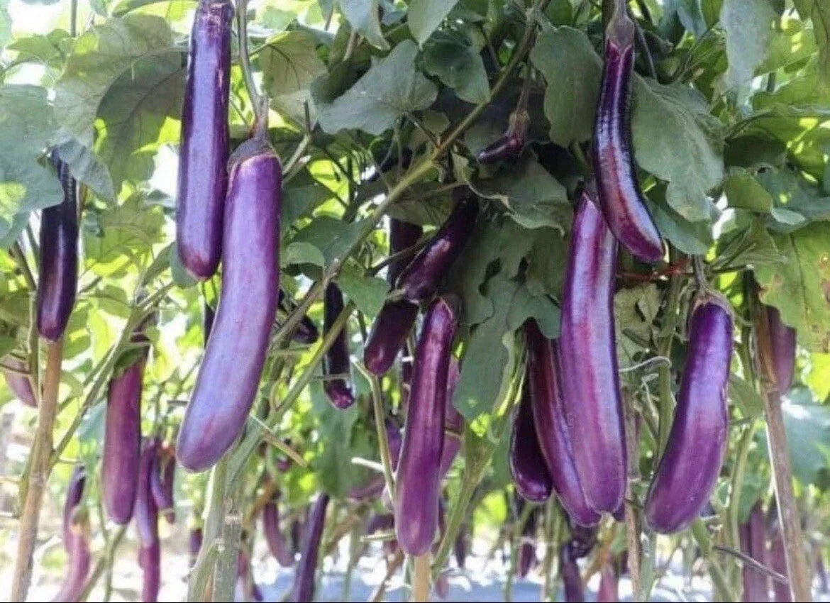 Long Purple Eggplant Seeds 30+ Pack Non-GMO Heirloom (Solanum melongena) - Perfect for Home Gardens & Container Planting
