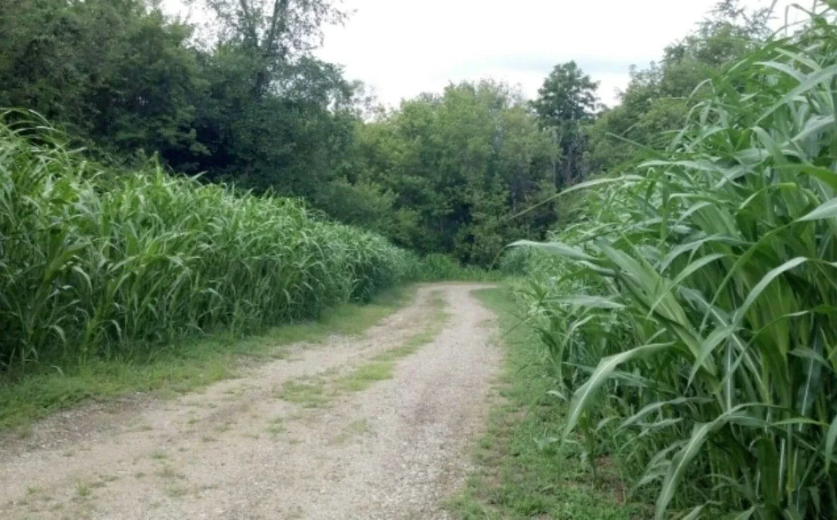 Egyptian Wheat Seeds for Planting - 10 Feet Tall Variety - Nutritious Chicken Feed - Zea mays subsp. indurata