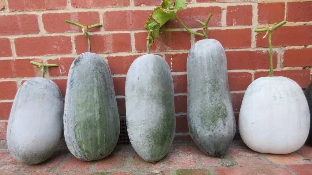 Winter Melon Seeds Mix - Hairy, White, Green Skin - Benincasa hispida - Vegetable Garden Seeds for Home Cultivation
