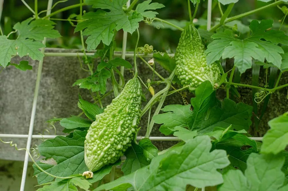 20 Bitter Gourd Vine Seeds, Green Bitter Melon Seeds for Planting, Momordica charantia - Climbing Culinary Vegetable Seeds