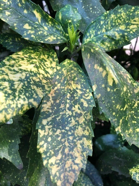 Gold Dust Aucuba Cuttings - 6" Rooting Shrub - Aucuba japonica - 5 Pieces Green Foliage for Garden & Container Planting