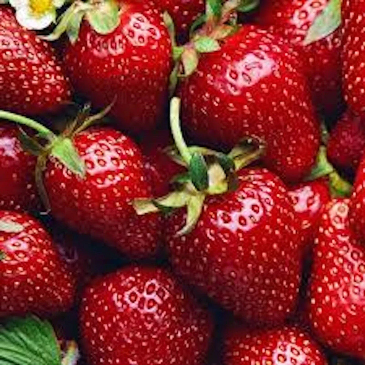 Allstar Junebearing Strawberry Plants - 20 Bare Root Perennials - Fragaria × ananassa - High-Yield, Disease Resistant, Sweet Fruit