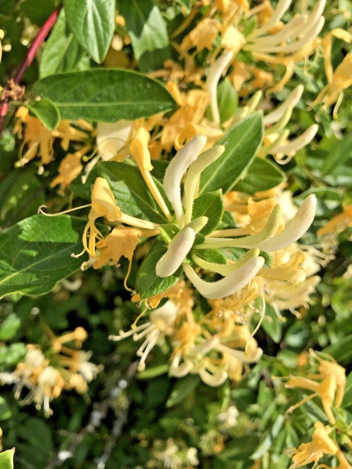 Honeysuckle Live Vines Starter Plants - 7 Yellow & White Varieties - Lonicera spp. with Roots - Fragrant Climbing Vines