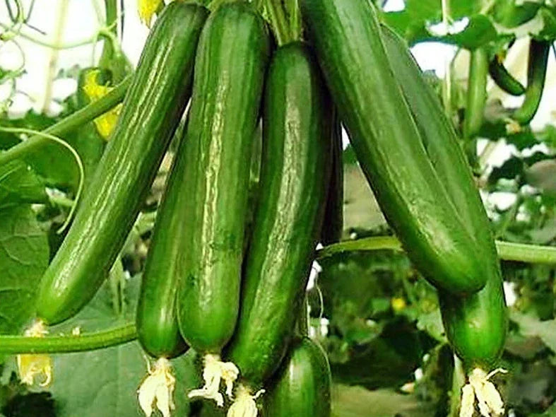 25+ Organic Heirloom Beit Alpha Cucumber Seeds - Cucumis sativus - Persian Lebanese Variety for Home Gardening