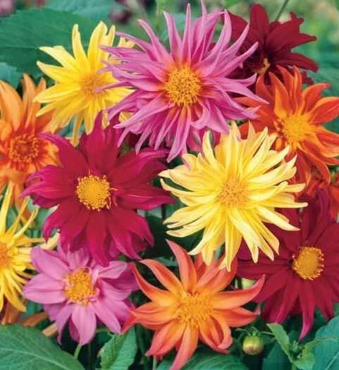 25 Cactus Mix Dahlia Seeds | Flowering Perennial | Dahlia pinnata | Vibrant Garden Flowers