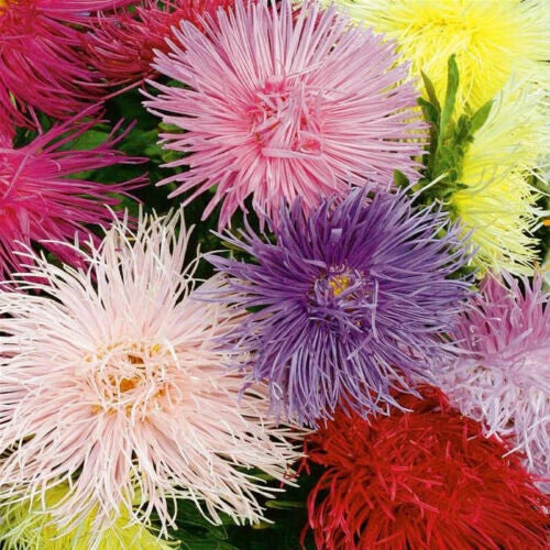 Aster Seeds 130 Count China Crego Mix Aster chinensis for Colorful Gardens and Pollinator Attraction