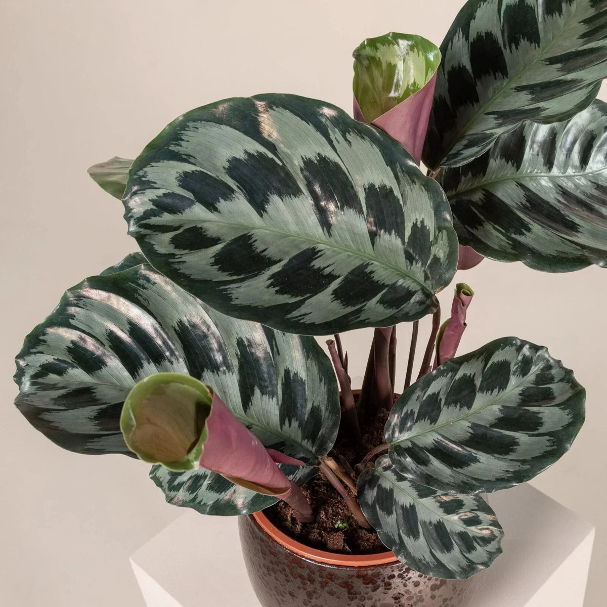 Calathea Seeds - 25+ Helen Kennedy - Calathea ornata - Non-GMO Seeds for Indoor/Outdoor Planting - Free Shipping USA