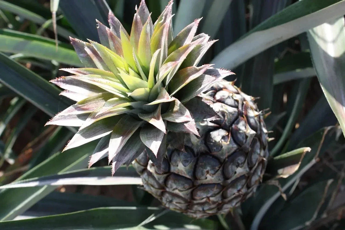 Monte Lirio Pineapple Seeds - 15+ Organic Seeds for Gardening - Ananas comosus - Non-GMO, USA Sourced
