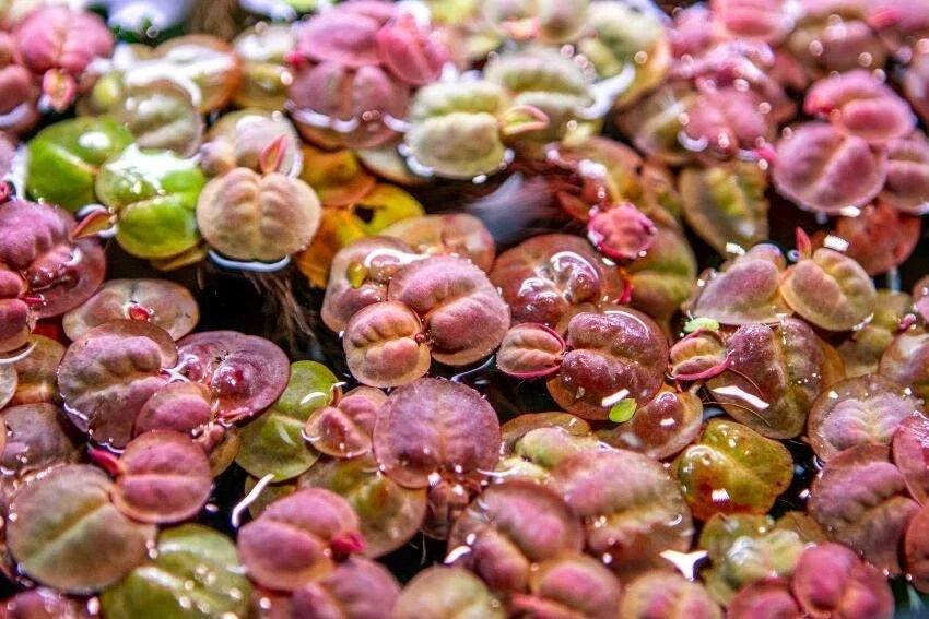 Red Root Floater Aquatic Plant - Large Portion, Easy Care - Phyllanthus Fluitans - 7 Stems for Aquariums & Ponds