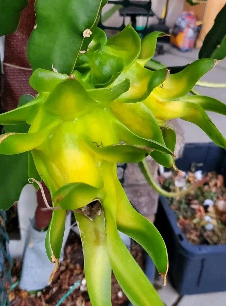 Rooted Dragon Fruit Cutting - 8-10 Inch - Israeli Yellow Pitaya - Hylocereus megalanthus - Tropical Cactus for Gardening