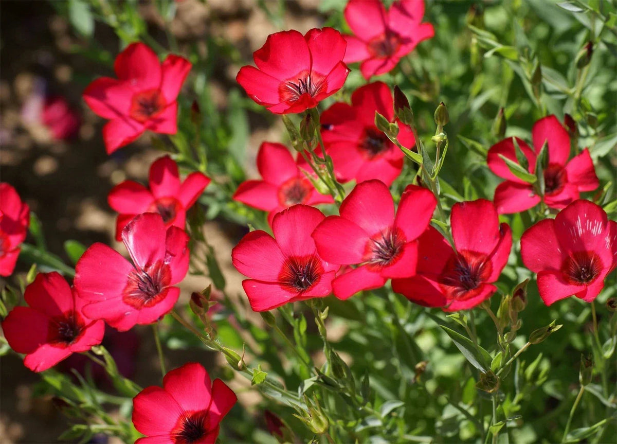 Scarlet Flax Seeds - Heat Tolerant Red Flowers - Linum usitatissimum - Pollinator Friendly - Free Shipping