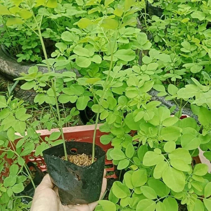 Moringa Oleifera Starter Plants - 2 Pack - Fast-Growing Miracle Tree - 5-10" Tall - Ideal for Gardens & Indoor Spaces