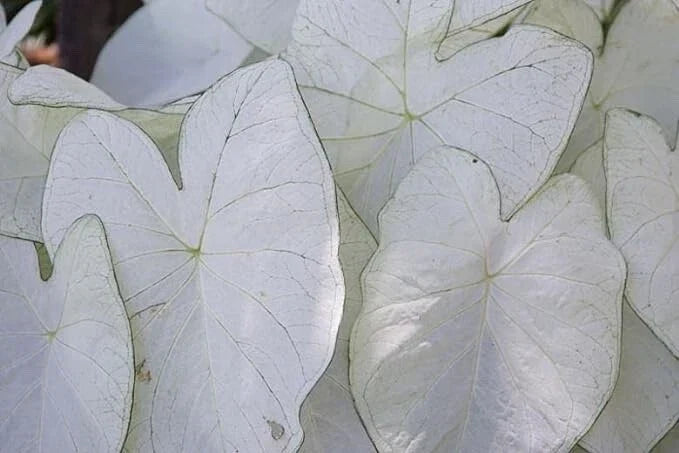 Caladium Bulbs for Planting - 2 Fancy Varieties - Caladium bicolor - Easy & Fast Growing Garden Foliage