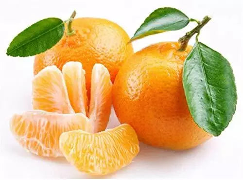 Edible Orange Tree Seeds, 10 Count, Citrus × sinensis, Grow Delicious Oranges at Home - Ships from Iowa