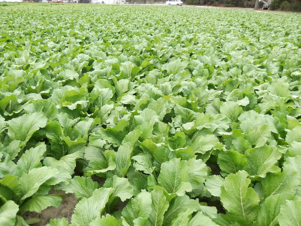 Florida Broadleaf Mustard Greens Seeds | Fast Growing, Heat & Cold Tolerant | Brassica juncea | Non-GMO