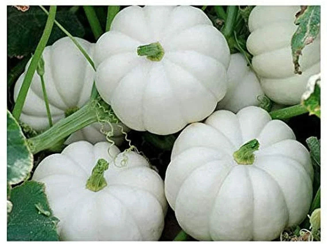 Mini White Pumpkin Seeds - 10 Count - Heirloom Cucurbita pepo - Ideal for Home Gardening & Fall Decorations