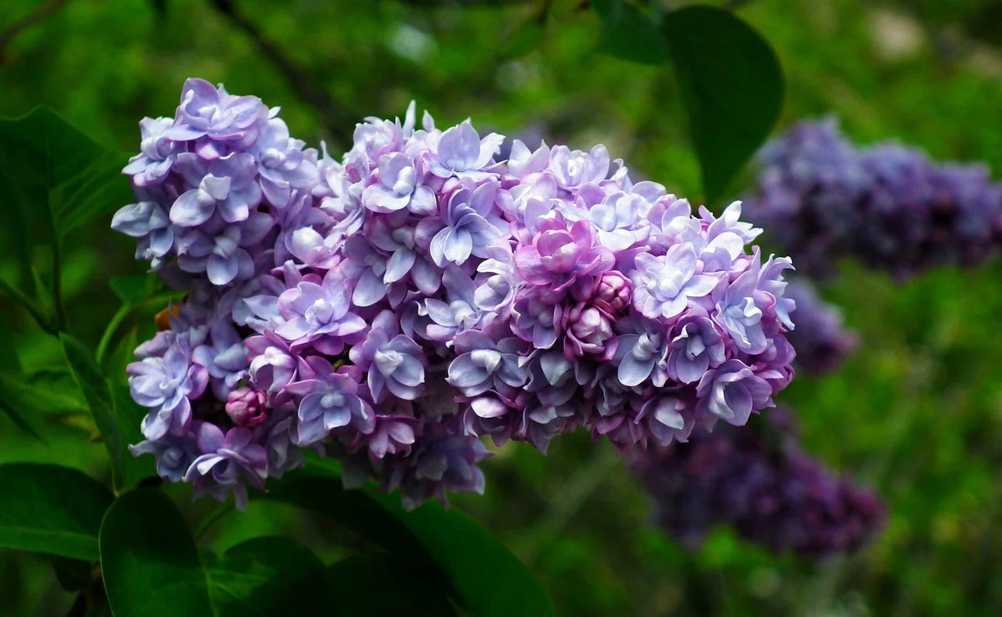 Live French Lilac Plant - President Grevy Variety - Syringa vulgaris - Fragrant Purple Blooms