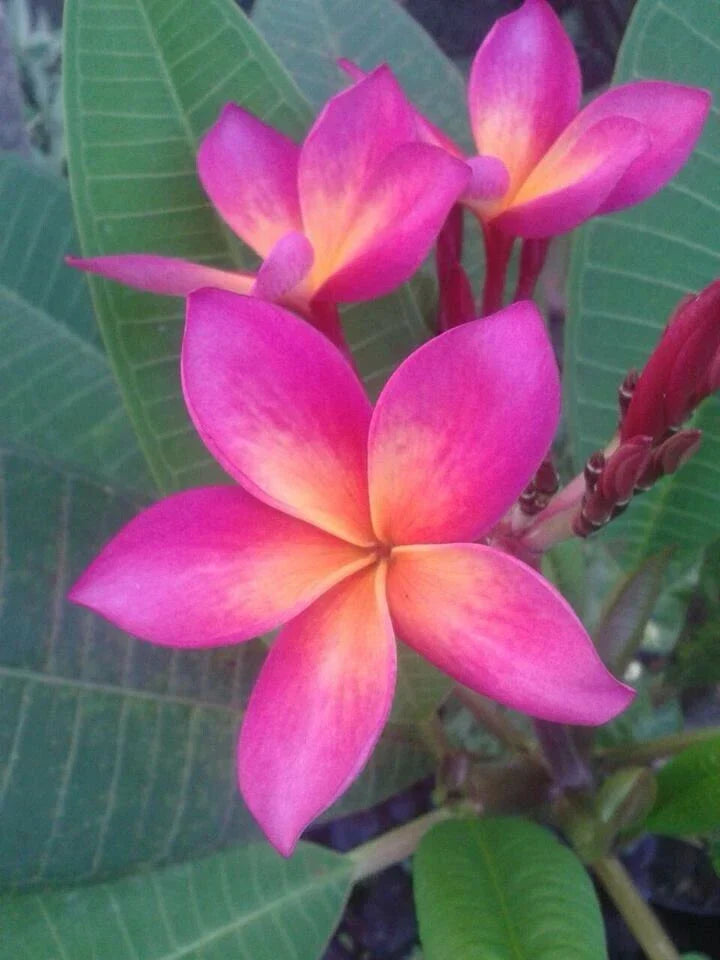 Plumeria Seeds - 5 Bright Pink Orange Flower Seeds - Perennial Plants (Plumeria spp.) - Tropical Fragrant Blooms