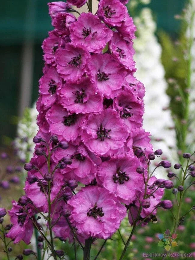 Pink Punch Delphinium Seeds - 200+ Pack - Delphinium elatum - Vibrant Pink Blooms for Garden Planting - USA Grown