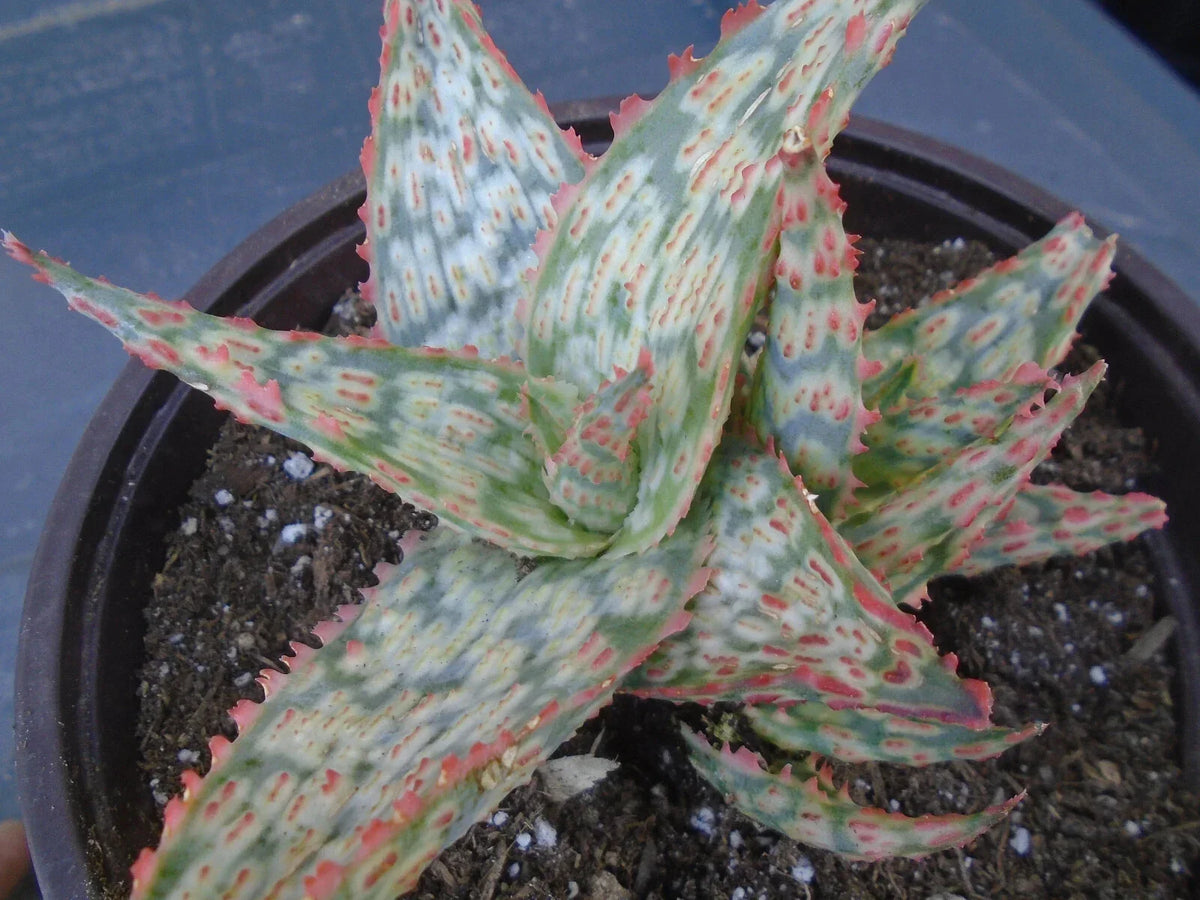 Aloe Potted Plant 5" Moana Kea Variety Aloe vera Hybrid - Compact Rosette Succulent for Indoor/Outdoor Decor