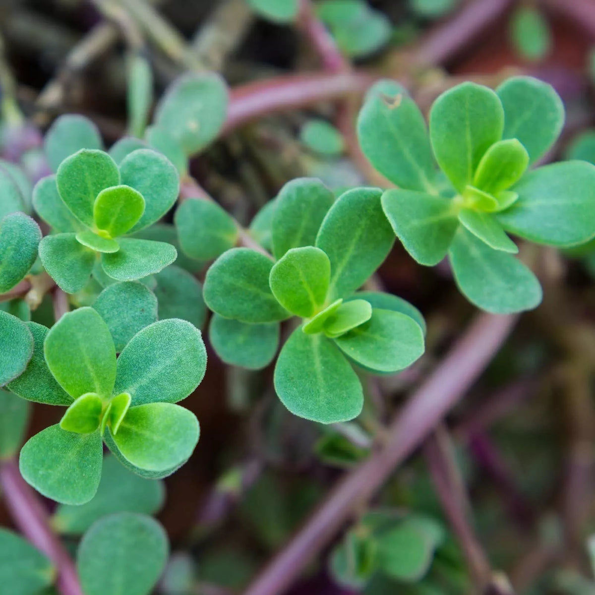 Green Purslane Seeds - 2000+ Heirloom Non-GMO Organic - Portulaca oleracea - Perfect for Gardens and Culinary Use