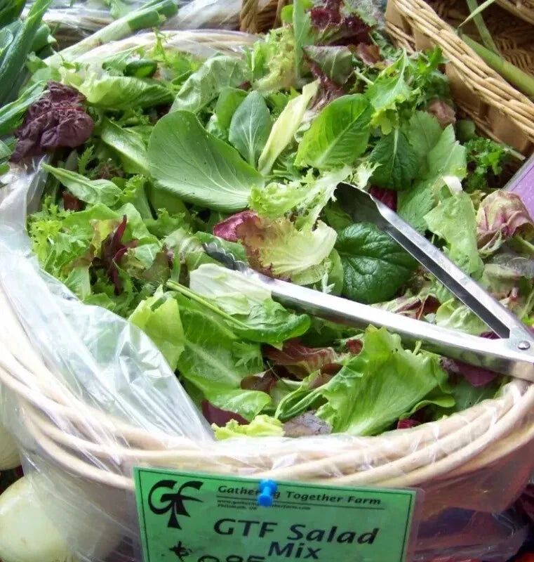 Gourmet Salad Greens Mix Seeds - 3000 Non-GMO Lettuce Varieties - Lactuca sativa for Home Gardening & Fresh Salads