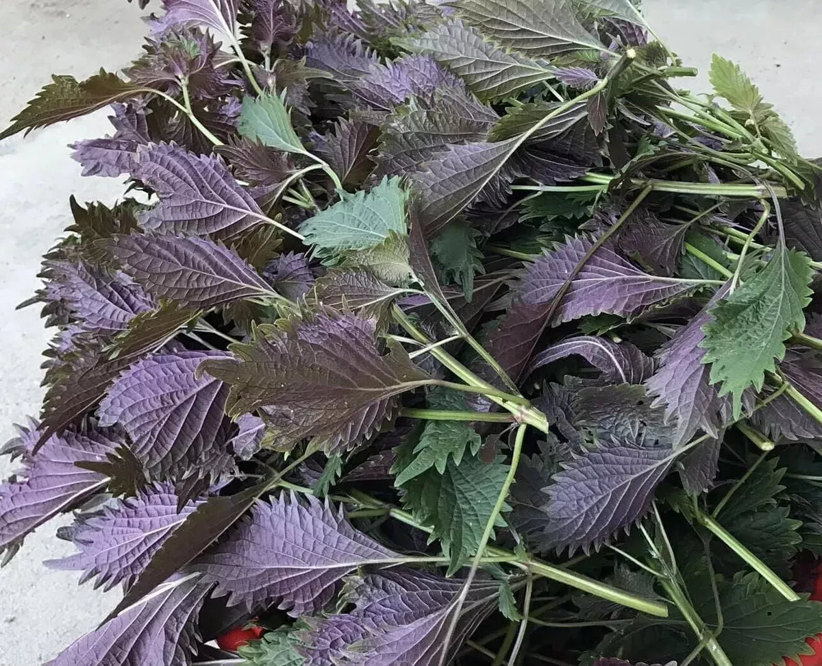 Shiso Seeds 150 Pack - Green Perilla - Perilla frutescens - 2024 USA Grown Culinary Herb for Garden and Cooking