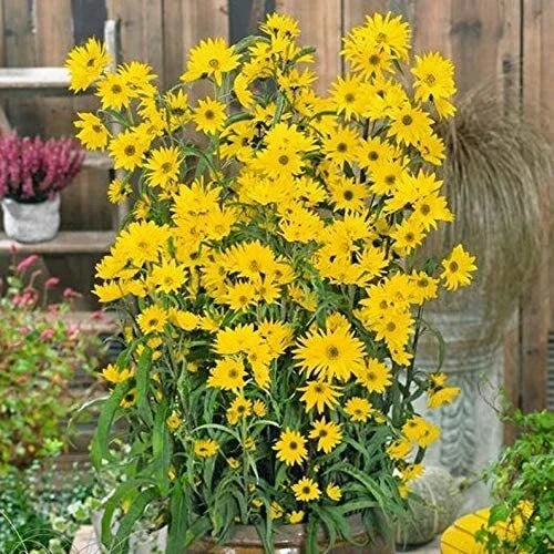 Giant Maximillian Sunflower Seeds - 500+ Seeds for Planting - Helianthus maximiliani - Bright Yellow, Attracts Pollinators