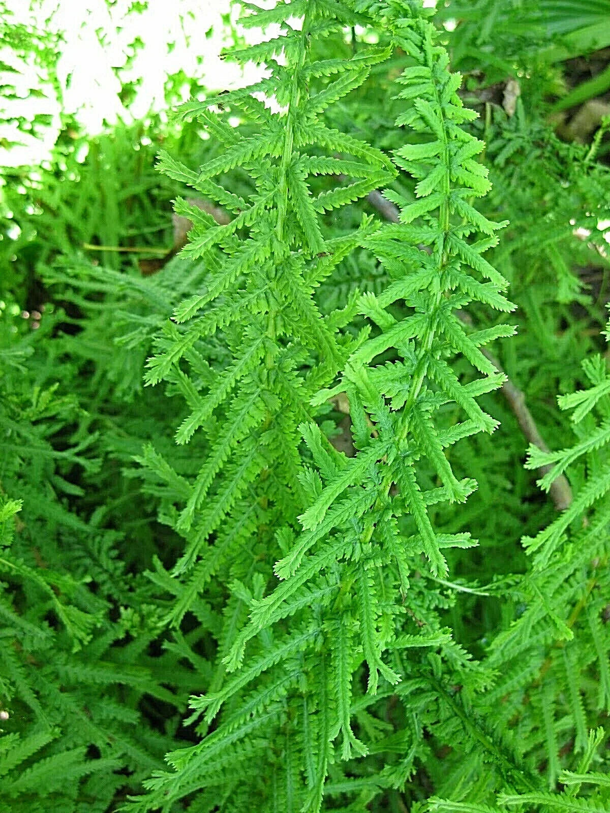 Dre's Dagger Fern Seeds 1001 Spores, Hardy Indoor/Outdoor Plant, Pityrogramma calomelanos, Unique Dagger Fronds, USA Seller