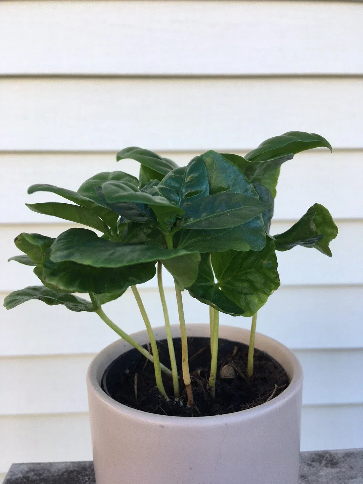 Coffee Arabica Potted Plant | 6-Inch Live Arabian Coffee Plant | Coffea Arabica | Indoor Air Purifying Greenery