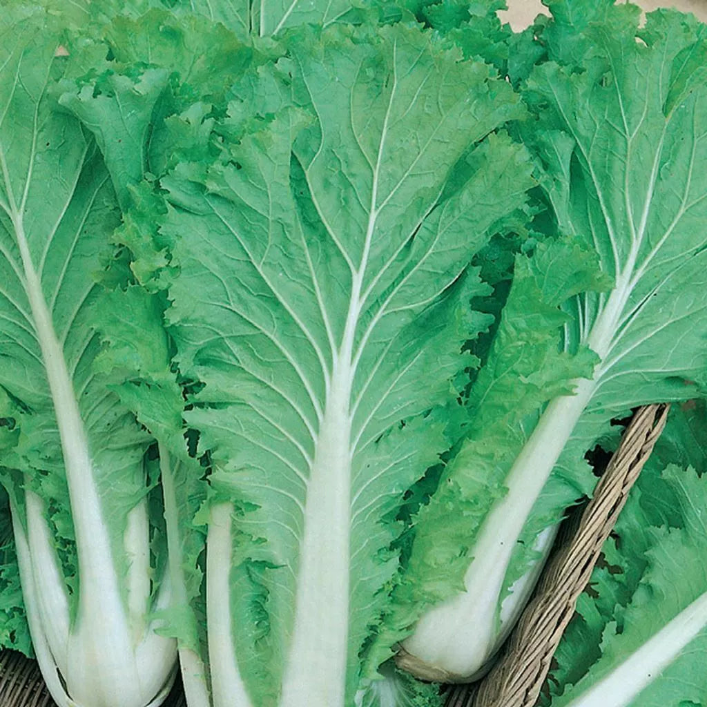 Chinese Michihili Cabbage Seeds - 300+ Non-GMO Brassica rapa subsp. pekinensis - Vegetable Garden Seeds for Home Growing