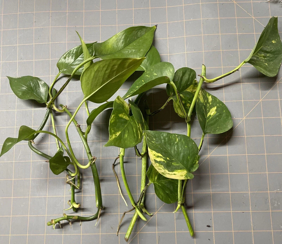Golden Pothos Plant Rooted Cuttings - 5 Healthy Starter Plants for Indoor Greenery - Epipremnum aureum