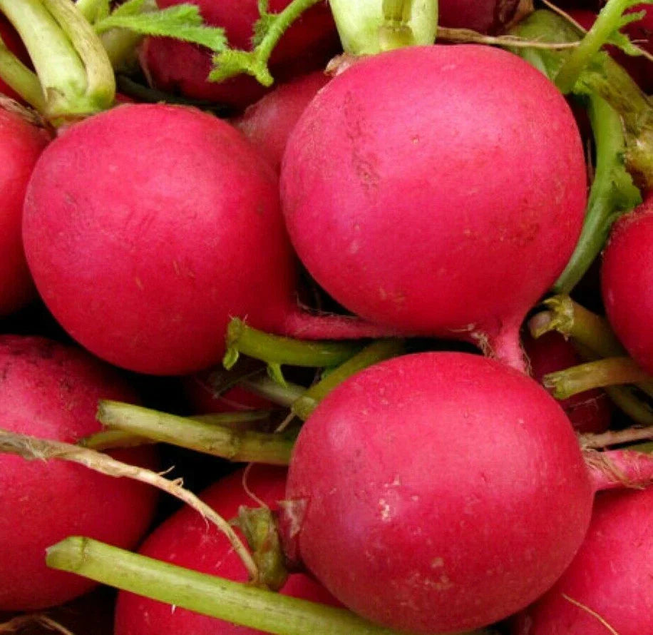 German Giant Radish Seeds - Large Red Globe - Raphanus sativus - Non-GMO Vegetable Seeds for Home Garden