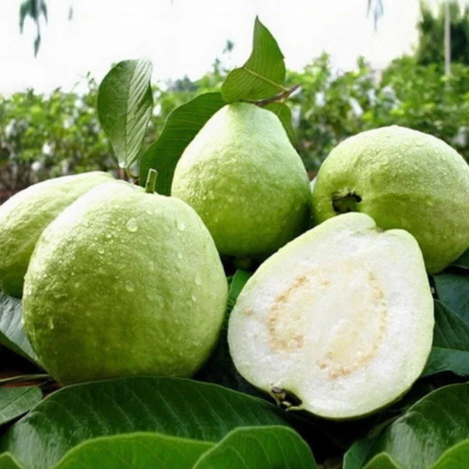 White Guava Live Starter Tree 6-10in Tropical Fruit Plant Psidium in 4in Pot - Compact Bushy Growth, Sweet Creamy Fruit