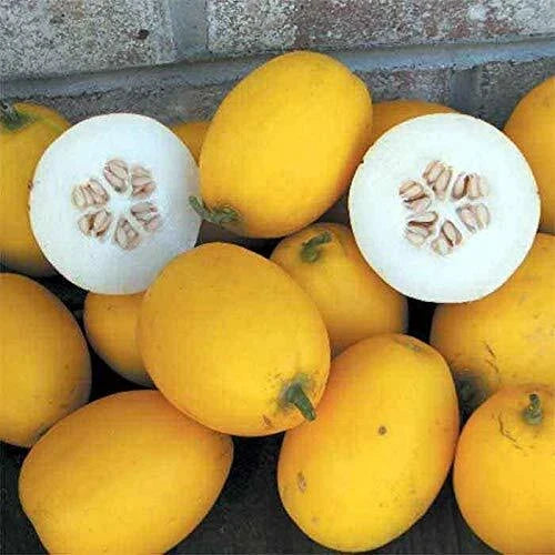 Mango Seeds 25 Pack - Vine Peach, Sweet Flavor, Mangifera indica, USA Grown, Ideal for Gardens & Containers