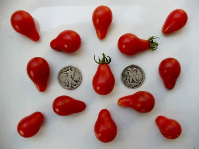 Red Pear Seeds - 50 Fresh Pear-Shaped Cherry Seeds - Prunus avium - Non-GMO, High Germination Rate for Home Gardens