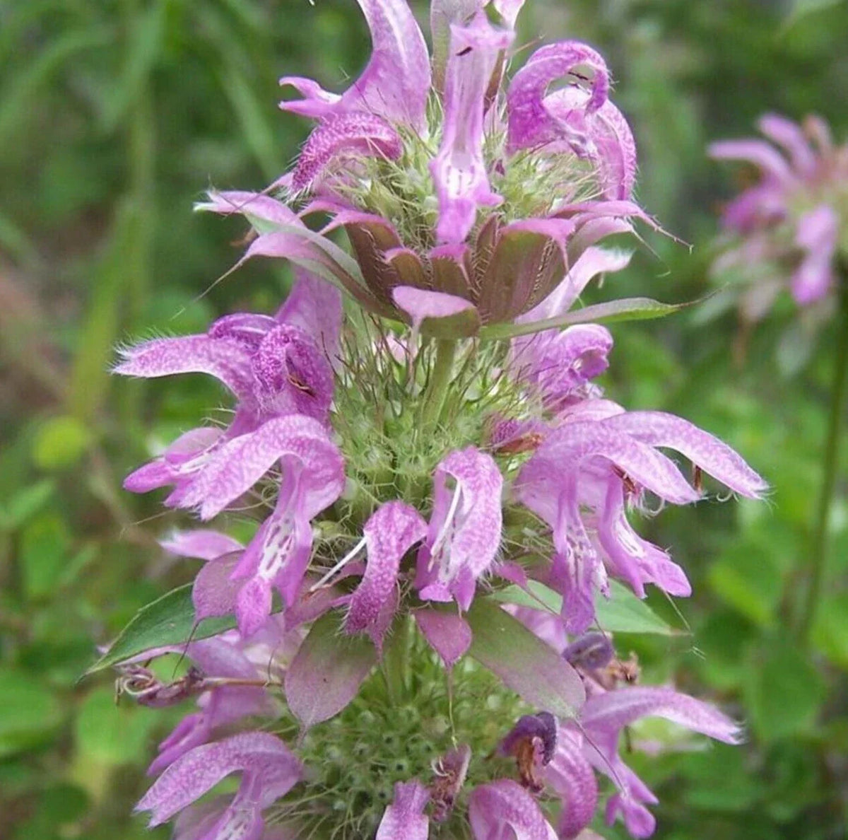 Lemon Mint Seeds 600+ Monarda citriodora Perennial Herb for Garden, Fragrant Culinary Plant Attracts Bees