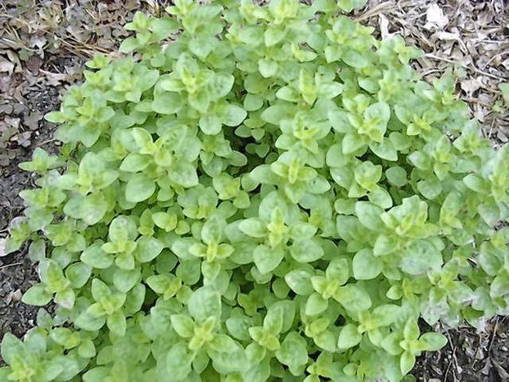 Italian Oregano Seeds 500 Count, Heirloom Non-GMO, Origanum vulgare, Culinary Herb for Garden