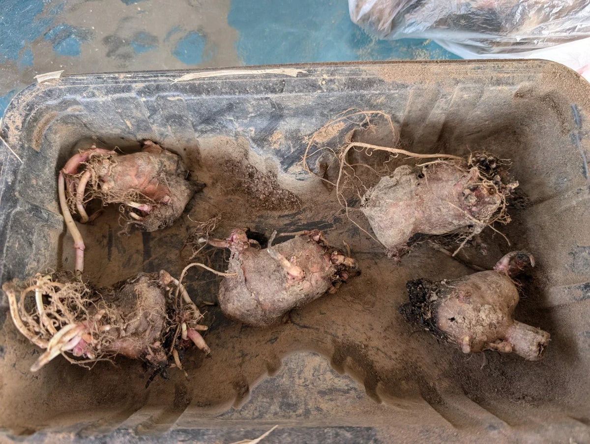 Large Organic Jerusalem Artichoke Tubers for Planting - Helianthus tuberosus - 5 Sprouting Tubers for Easy Gardening